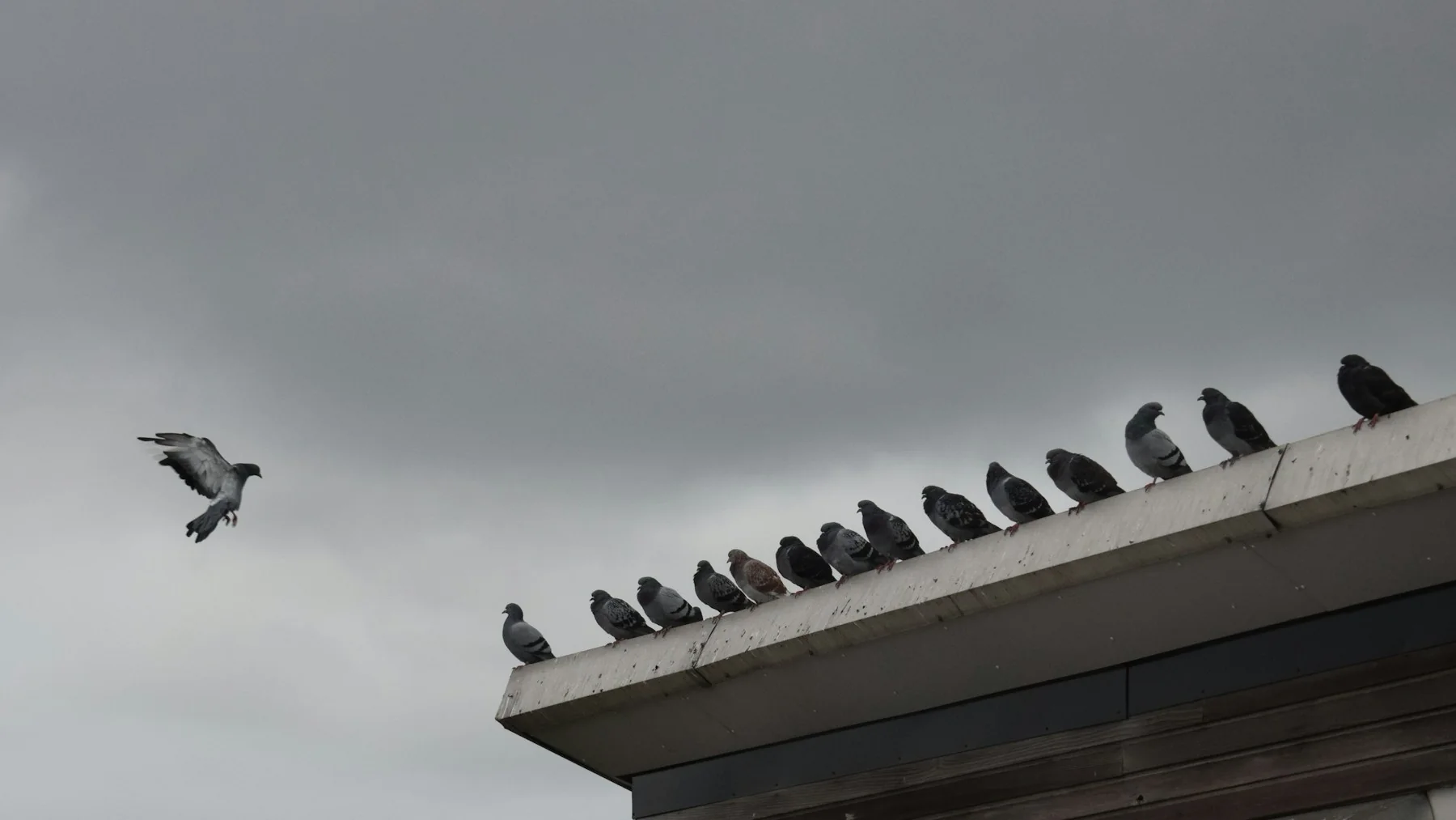 Pigeons regroupés sur une toiture
